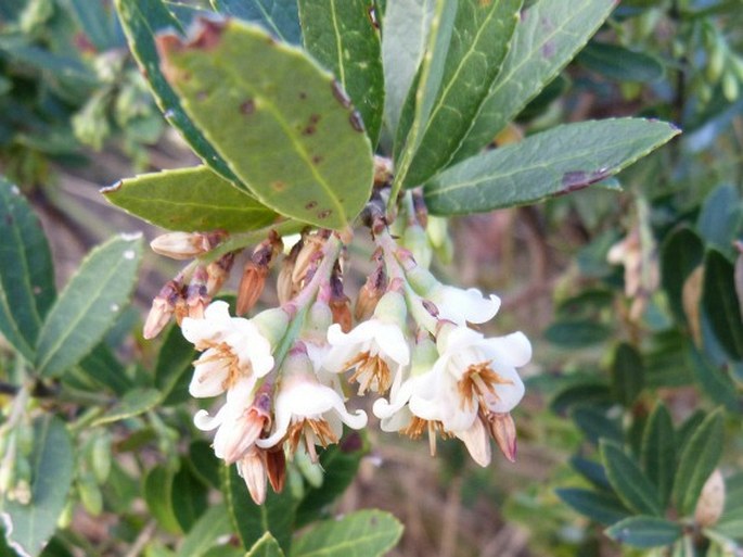 Vaccinium secundiflorum