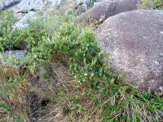 Vaccinium secundiflorum