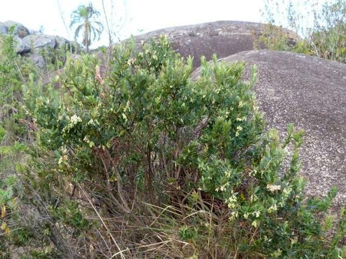 Vaccinium secundiflorum