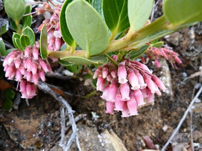 Vaccinium talamancense