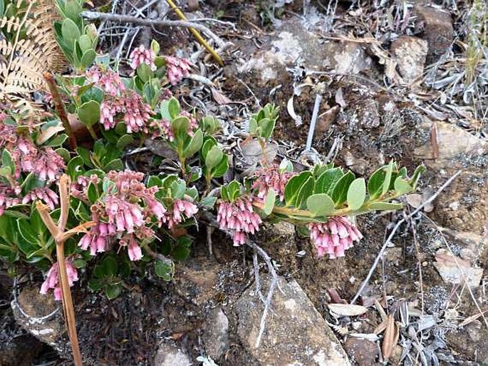 Vaccinium talamancense