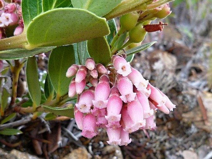 VACCINIUM TALAMANCENSE (Wilbur et Luteyn) Luteyn – brusnice / brusnica