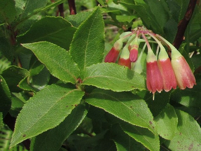 VACCINIUM CYLINDRACEUM Sm. – brusnice / brusnica