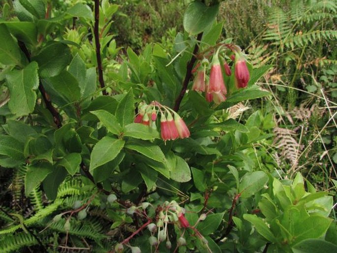 Vaccinium cylindraceum