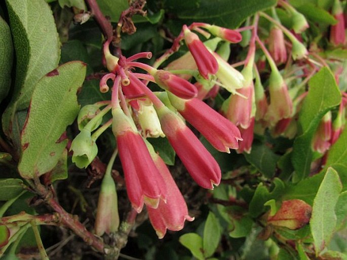 Vaccinium cylindraceum