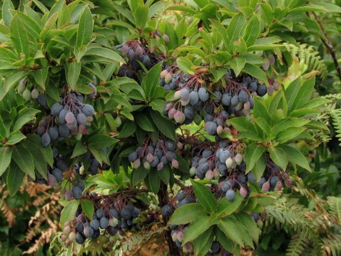 Vaccinium cylindraceum