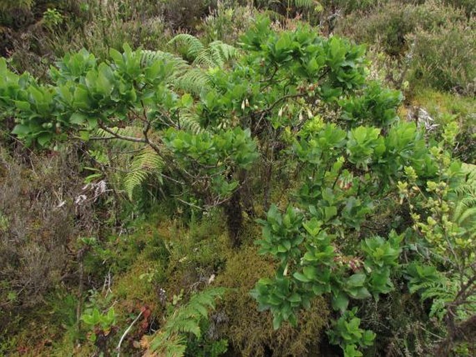 Vaccinium cylindraceum