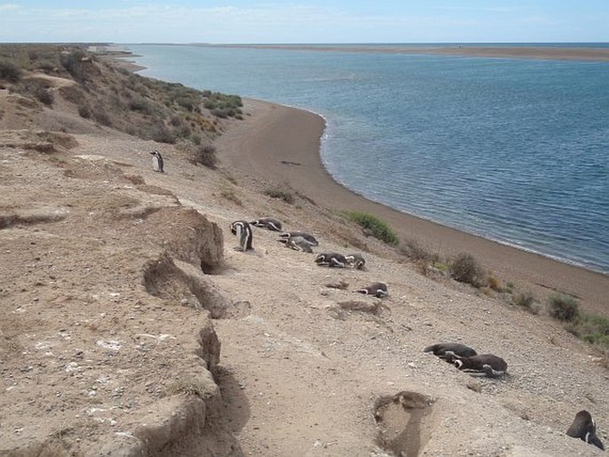 Argentina, Península Valdés - patagonský sever