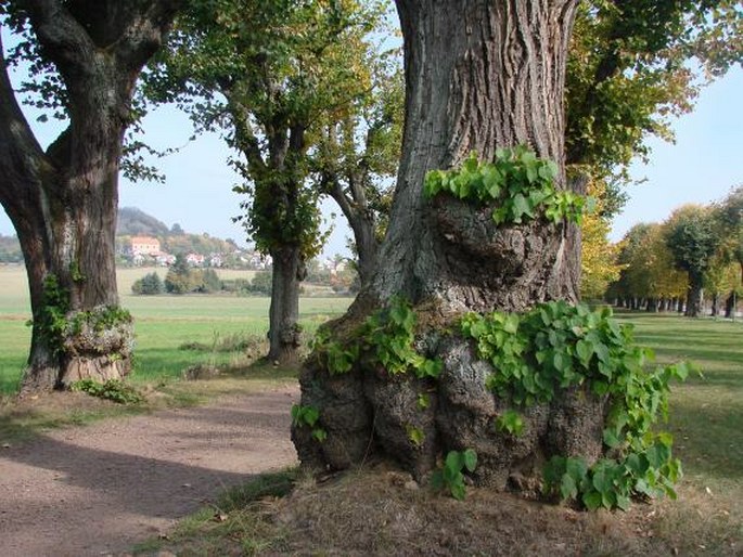 Valdštejnova alej