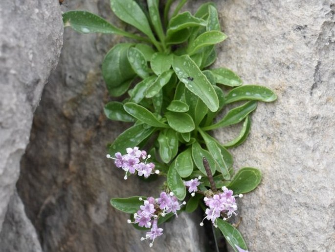 Valeriana apula