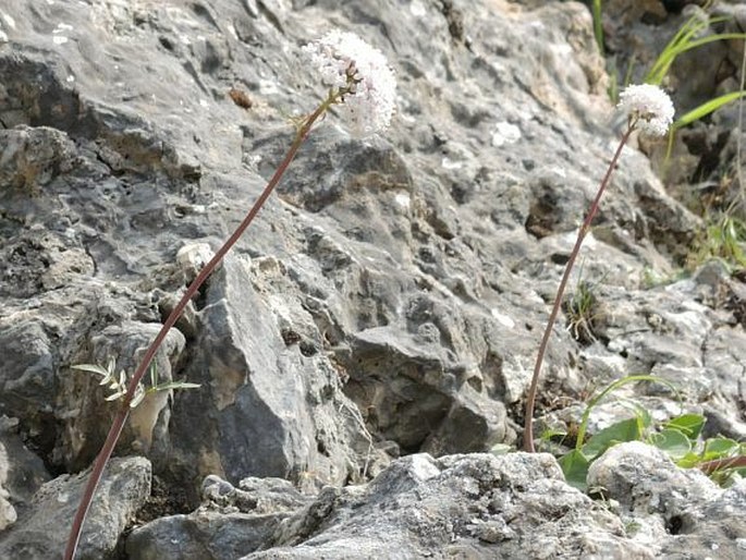 Valeriana asarifolia