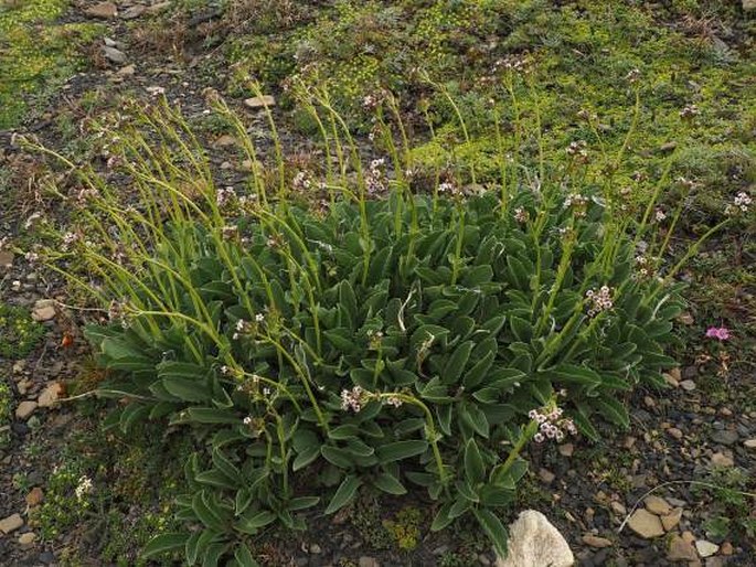 Valeriana carnosa