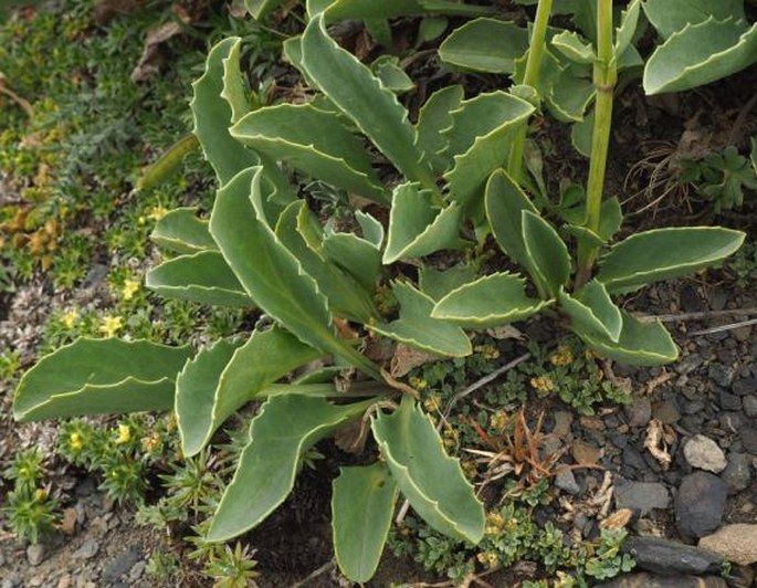 Valeriana carnosa