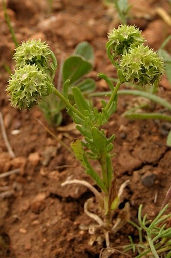 Valerianella discoidea