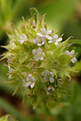 Valerianella discoidea