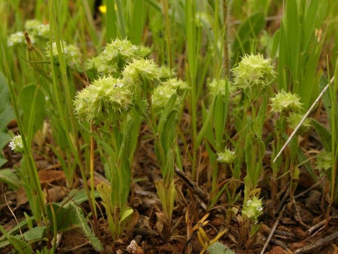 Valerianella discoidea