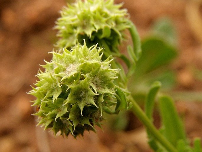 Valerianella discoidea