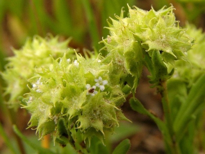 VALERIANELLA DISCOIDEA (L.) Loisel. - kozlíček / valeriánka