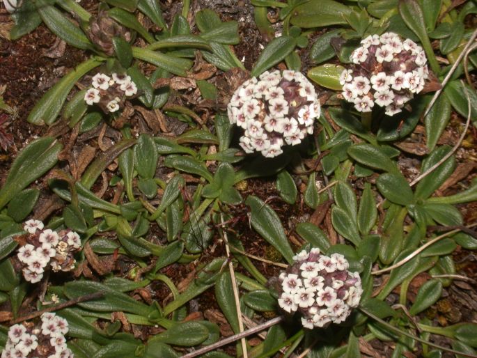 Valeriana globularis