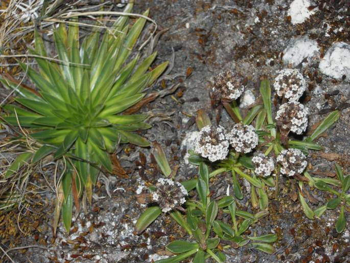 Valeriana globularis