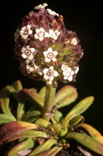 Valeriana globularis