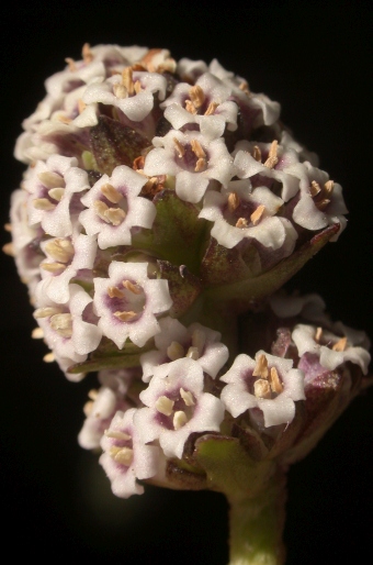 Valeriana globularis