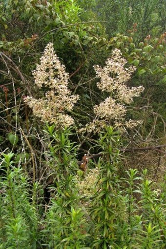 Valeriana hirtella