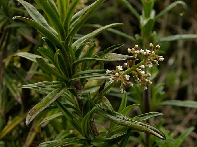 Valeriana hirtella