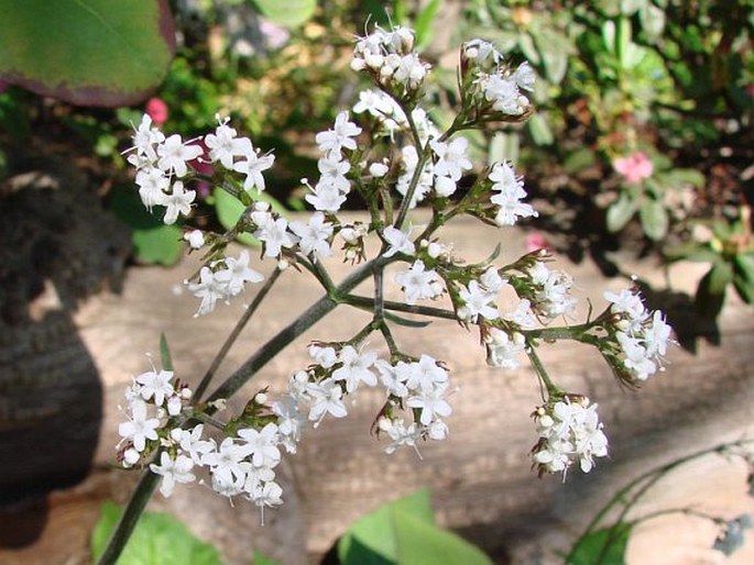 Valeriana jatamansi