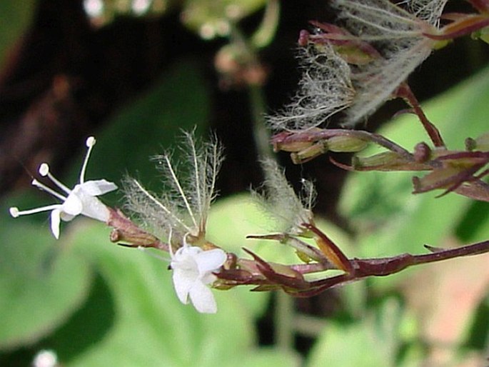 Valeriana jatamansi