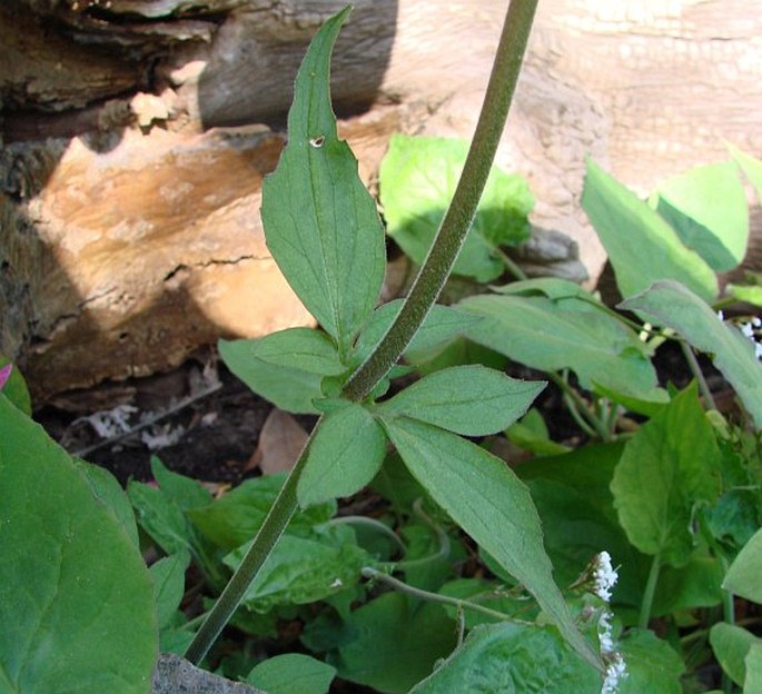 Valeriana jatamansi