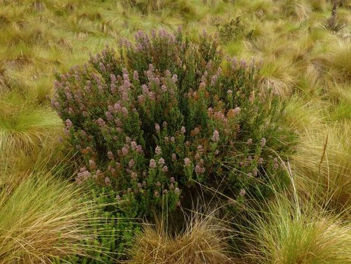 Valeriana microphylla