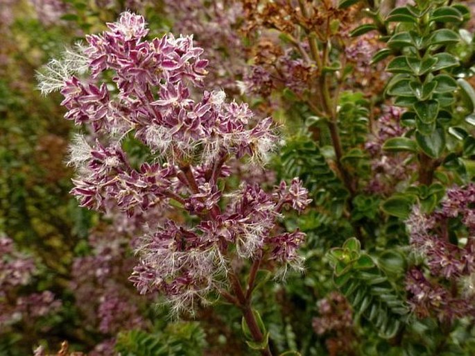 Valeriana microphylla