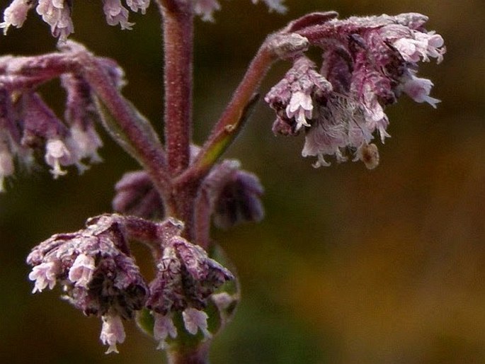 Valeriana microphylla