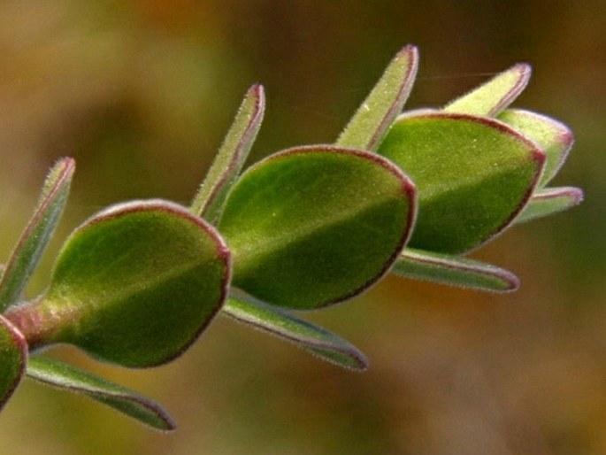 Valeriana microphylla