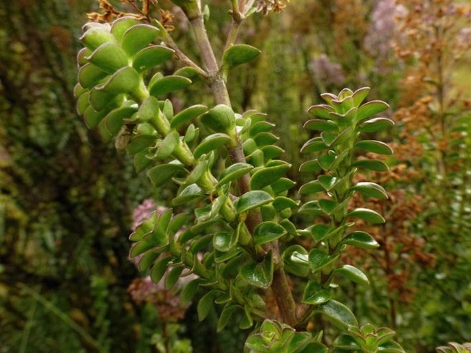 Valeriana microphylla