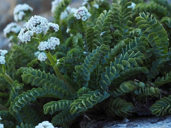 Valeriana philippiana