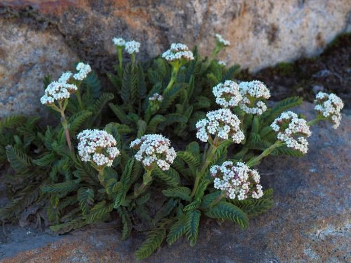 Valeriana philippiana