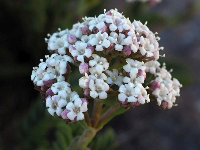 Valeriana philippiana