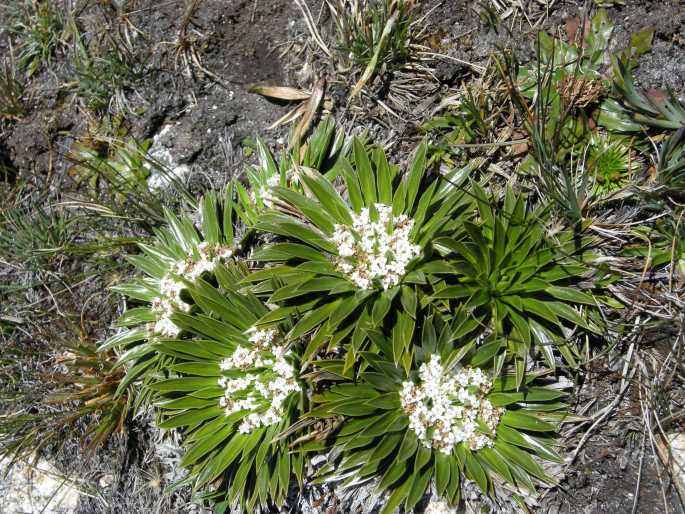 Valeriana rigida