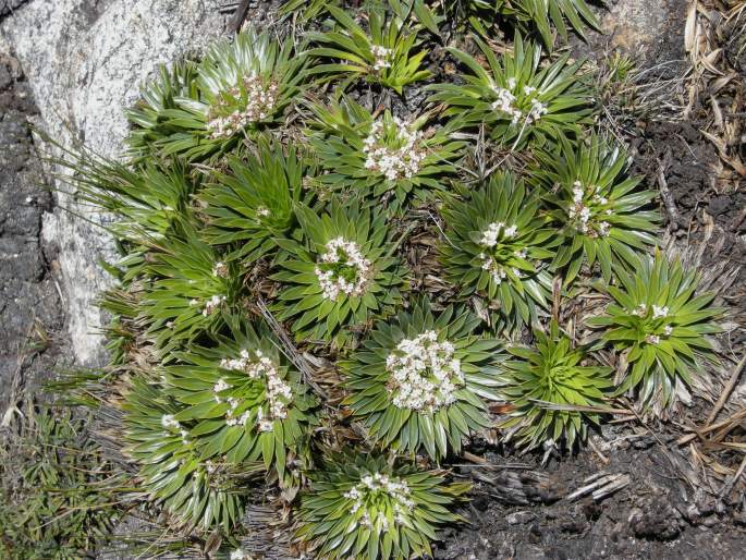 Valeriana rigida