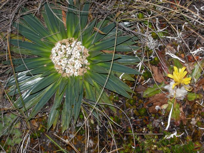 Valeriana rigida