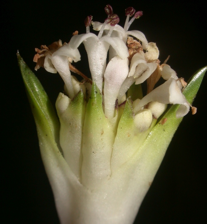 Valeriana rigida