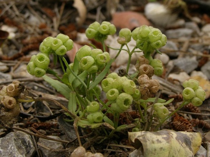 VALERIANELLA VESICARIA (L.) Moench - kozlíček / valeriánka