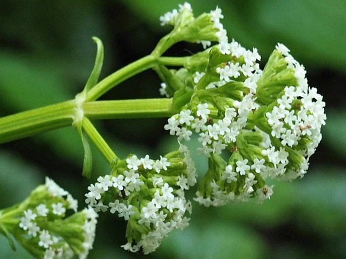 Valeriana lapathifolia