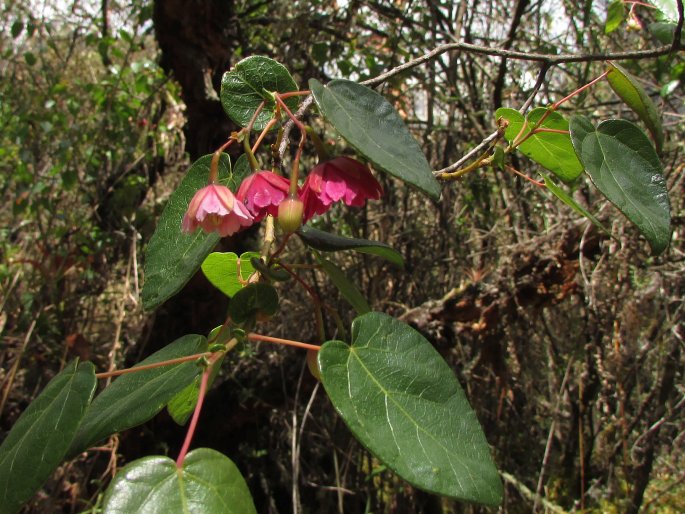 Vallea stipularis