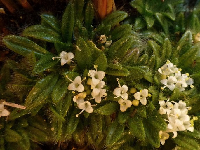 Valeriana niphobia