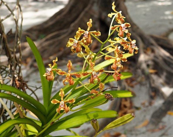 VANDA LAMELLATA Lindl.