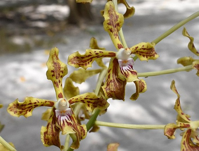 Vanda lamellata