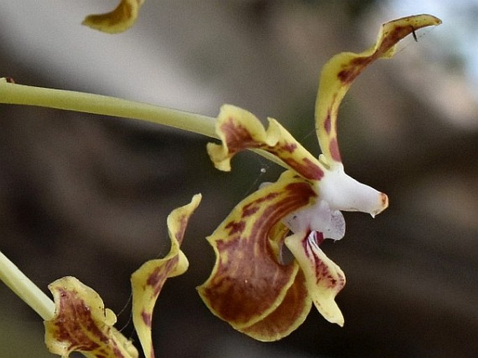 Vanda lamellata